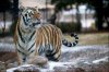 mike-the-tiger-in-snow-781_rs1.jpg